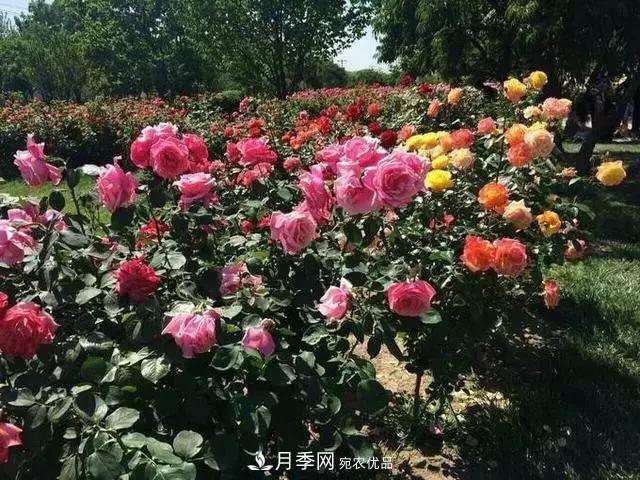 她潛心研究月季，帶領(lǐng)中國(guó)月季走向世界，被稱為“月季夫人”(圖6)