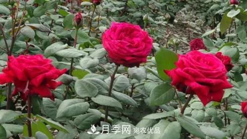 她潛心研究月季，帶領(lǐng)中國(guó)月季走向世界，被稱為“月季夫人”(圖8)