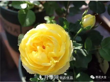 花期***長(zhǎng)的10種月季，種一棵賞大半年(圖3)