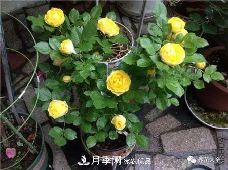 花期***長(zhǎng)的10種月季，種一棵賞大半年(圖4)