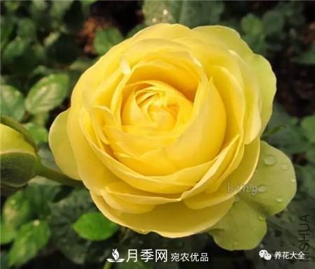 花期***長(zhǎng)的10種月季，種一棵賞大半年(圖1)