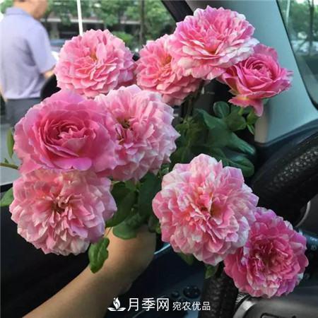 花期***長(zhǎng)的10種月季，種一棵賞大半年(圖14)