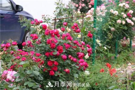 花期***長(zhǎng)的10種月季，種一棵賞大半年(圖12)