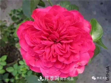 花期***長(zhǎng)的10種月季，種一棵賞大半年(圖11)