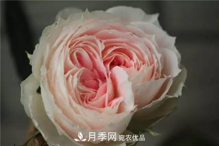 花期***長(zhǎng)的10種月季，種一棵賞大半年(圖15)