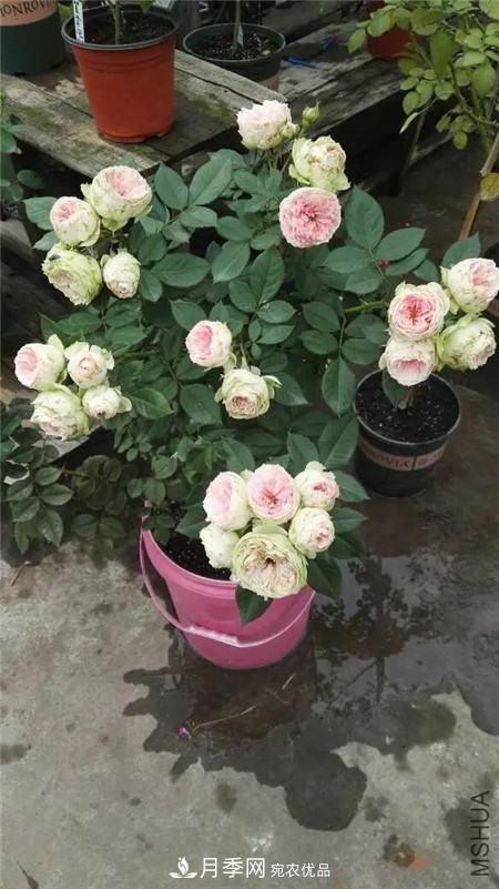 花期***長(zhǎng)的10種月季，種一棵賞大半年(圖16)