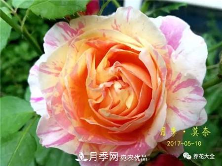 花期***長(zhǎng)的10種月季，種一棵賞大半年(圖13)