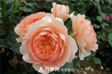 花期***長(zhǎng)的10種月季，種一棵賞大半年(圖17)