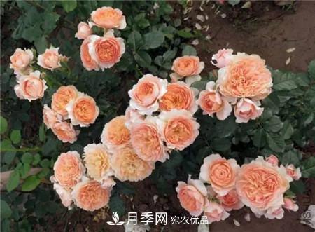 花期***長(zhǎng)的10種月季，種一棵賞大半年(圖18)