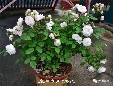 花期***長(zhǎng)的10種月季，種一棵賞大半年(圖20)