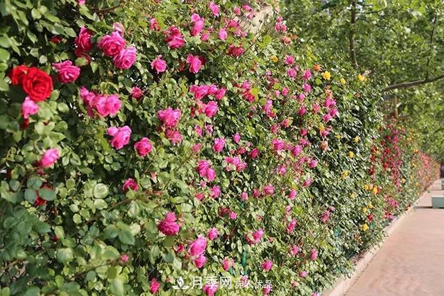 河北衡水二中月季花開，大美校園綠化(圖1)