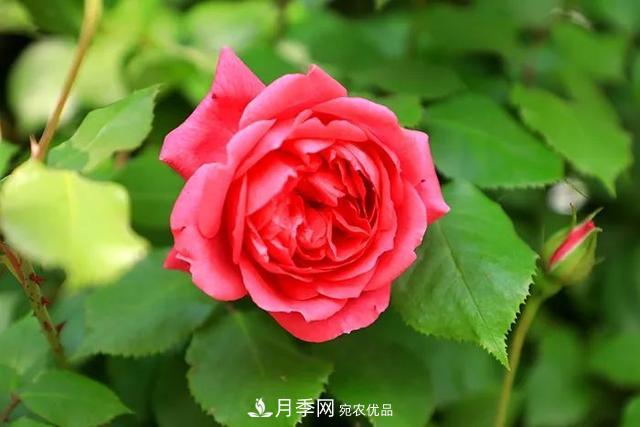 河北衡水二中月季花開，大美校園綠化(圖4)