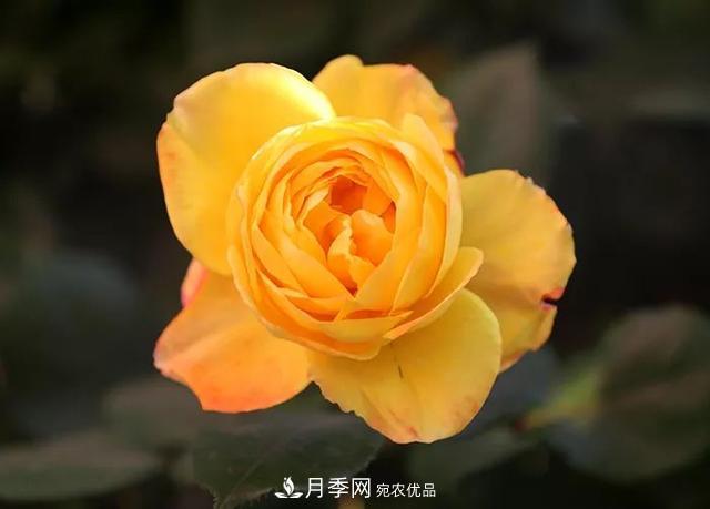 河北衡水二中月季花開，大美校園綠化(圖3)