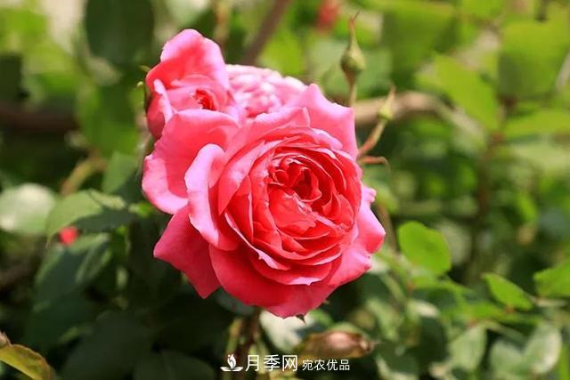 河北衡水二中月季花開，大美校園綠化(圖2)