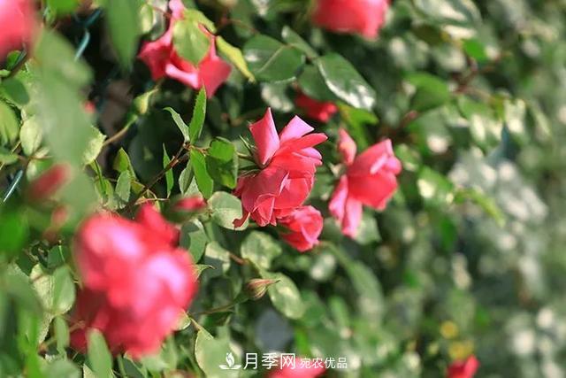 河北衡水二中月季花開，大美校園綠化(圖5)