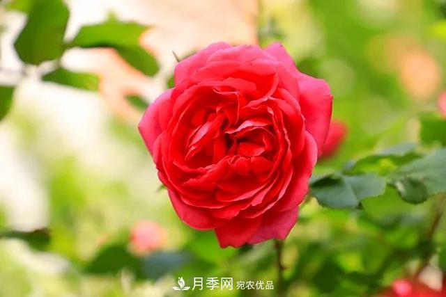 河北衡水二中月季花開，大美校園綠化(圖7)