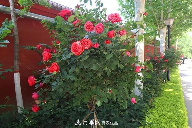 河北衡水二中月季花開，大美校園綠化(圖9)