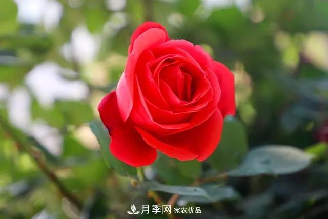 河北衡水二中月季花開，大美校園綠化(圖8)