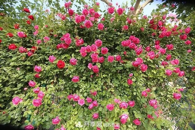 河北衡水二中月季花開，大美校園綠化(圖6)