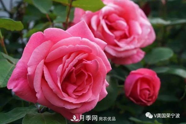 浙江寧波綠化“月季樹”千花盛放、爭奇斗艷甬城(圖3)