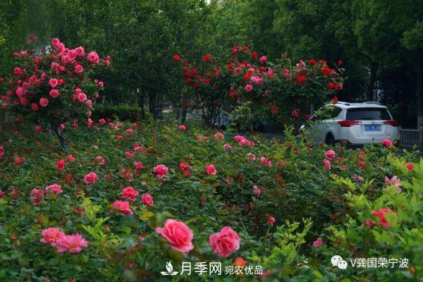 浙江寧波綠化“月季樹”千花盛放、爭奇斗艷甬城(圖5)