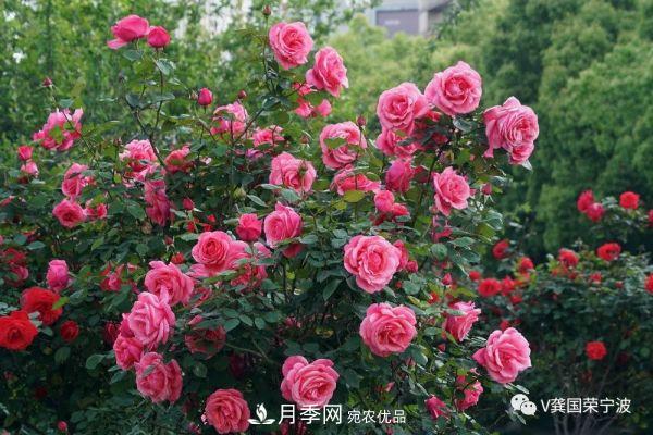 浙江寧波綠化“月季樹”千花盛放、爭奇斗艷甬城(圖2)