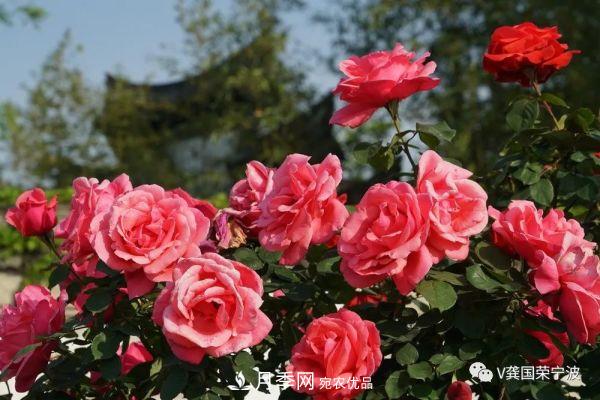 浙江寧波綠化“月季樹”千花盛放、爭奇斗艷甬城(圖4)