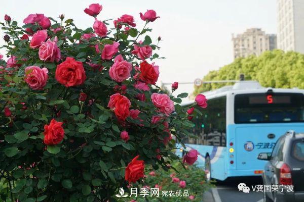 浙江寧波綠化“月季樹”千花盛放、爭奇斗艷甬城(圖8)