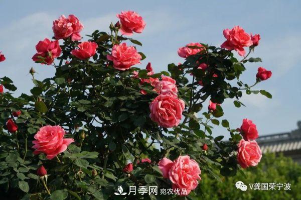浙江寧波綠化“月季樹”千花盛放、爭奇斗艷甬城(圖11)