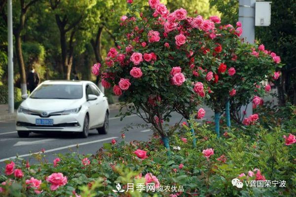 浙江寧波綠化“月季樹”千花盛放、爭奇斗艷甬城(圖10)