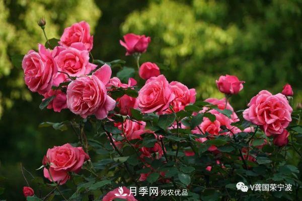 浙江寧波綠化“月季樹”千花盛放、爭奇斗艷甬城(圖13)