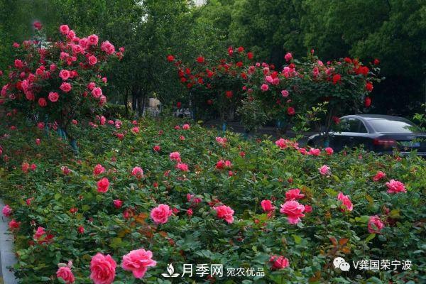 浙江寧波綠化“月季樹”千花盛放、爭奇斗艷甬城(圖15)