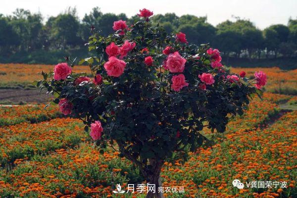 浙江寧波綠化“月季樹”千花盛放、爭奇斗艷甬城(圖18)