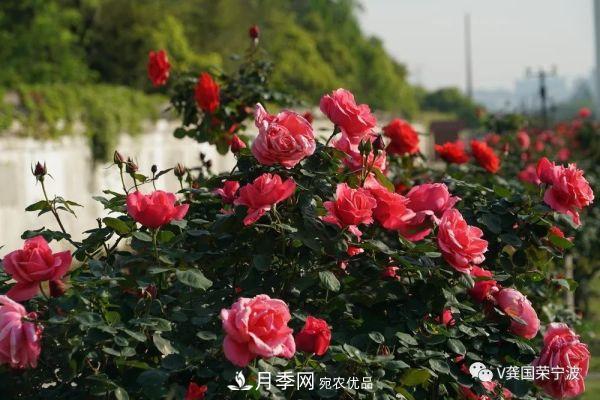 浙江寧波綠化“月季樹”千花盛放、爭奇斗艷甬城(圖17)