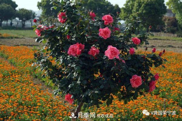 浙江寧波綠化“月季樹”千花盛放、爭奇斗艷甬城(圖16)