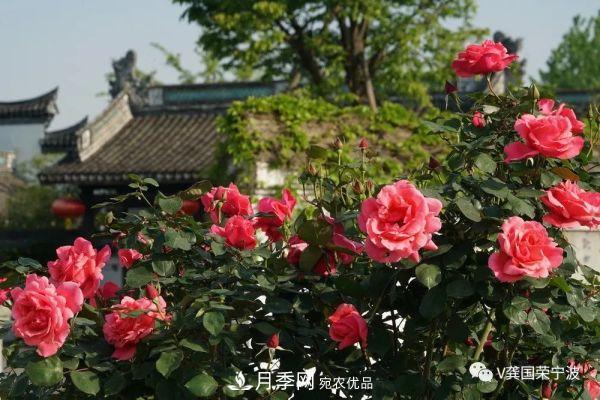 浙江寧波綠化“月季樹”千花盛放、爭奇斗艷甬城(圖19)