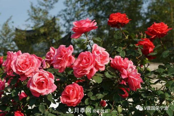 浙江寧波綠化“月季樹”千花盛放、爭奇斗艷甬城(圖20)