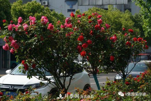 浙江寧波綠化“月季樹”千花盛放、爭奇斗艷甬城(圖23)