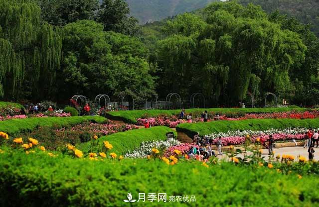 北京植物園樹狀月季花盛開，觀賞效果超級贊！(圖3)