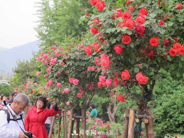 北京植物園樹狀月季花盛開，觀賞效果超級贊！(圖4)
