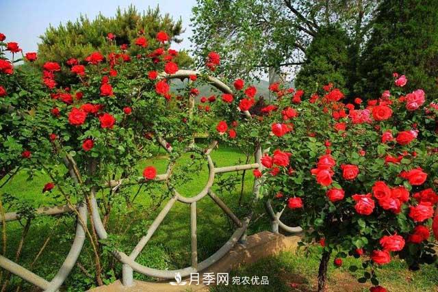 誰為城市園林綠化增添色彩，美麗的月季樹(圖1)