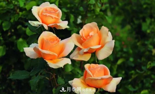 別養(yǎng)普通月季花了，看這3種變色月季，好看又好養(yǎng)活(圖1)