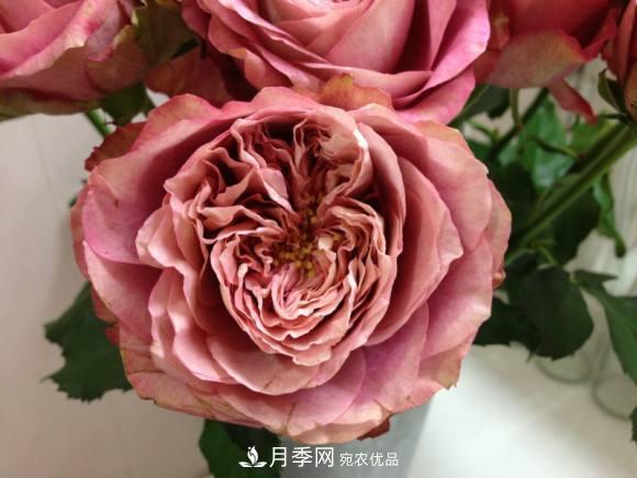 別養(yǎng)普通月季花了，看這3種變色月季，好看又好養(yǎng)活(圖2)