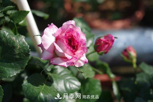 別養(yǎng)普通月季花了，看這3種變色月季，好看又好養(yǎng)活(圖3)