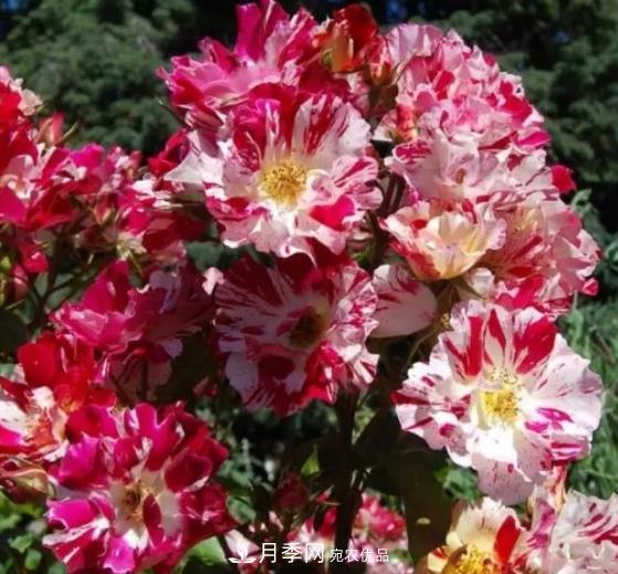 3種“***香月季花”，個個香氣四溢，驚艷四座，年年開花(圖3)