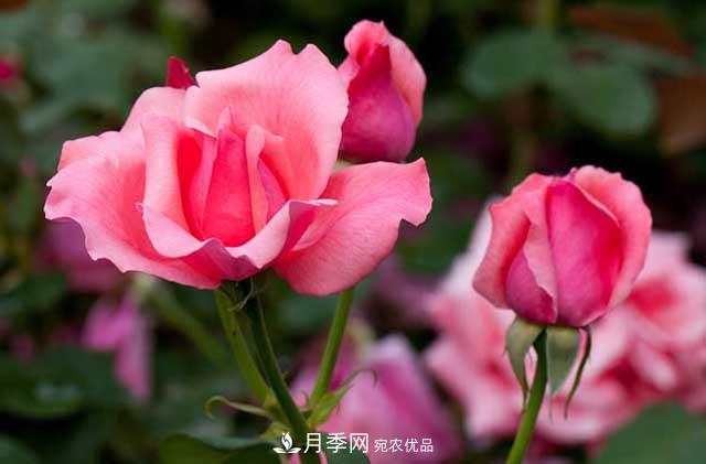 花中皇后月季花，這三大優(yōu)點***受人歡迎(圖1)
