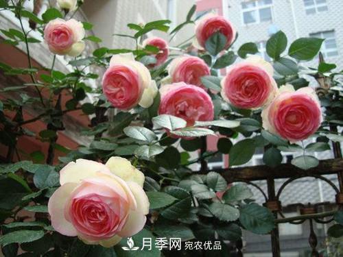 10個品種月季花顏值排行榜，一個比一個驚艷！(圖1)