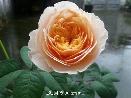 10個品種月季花顏值排行榜，一個比一個驚艷！(圖2)