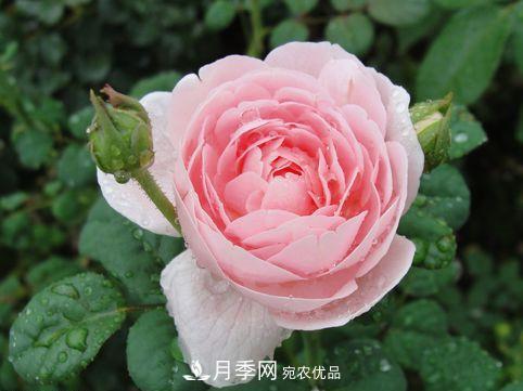 10個品種月季花顏值排行榜，一個比一個驚艷！(圖4)