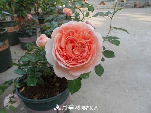 10個品種月季花顏值排行榜，一個比一個驚艷！(圖3)
